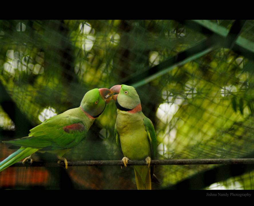 Bannerghatta Biological Park